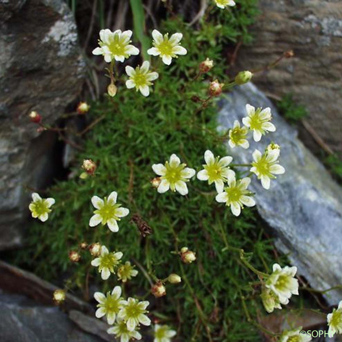 Saxifrage musquée - Saxifraga moschata