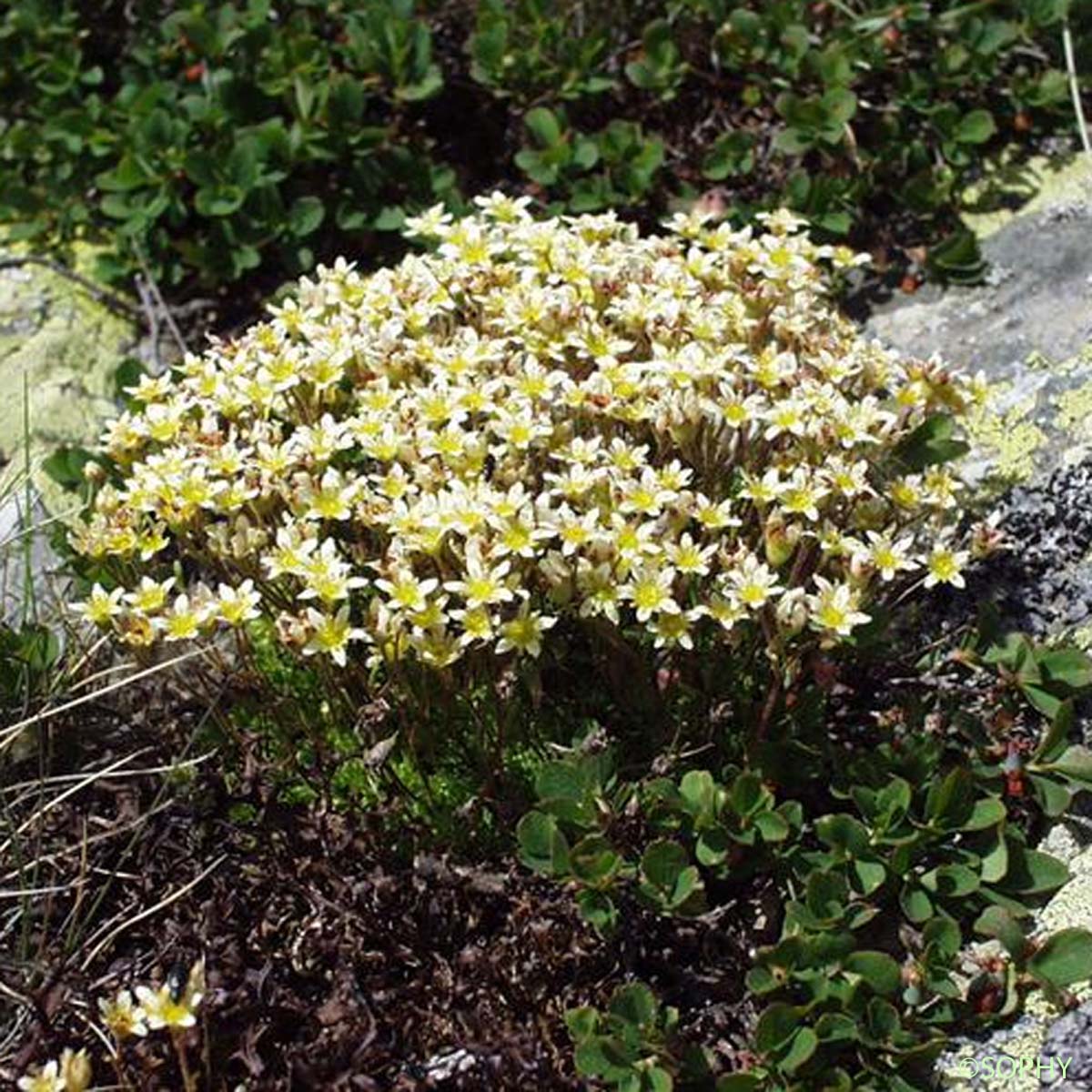 Saxifrage musquée - Saxifraga moschata