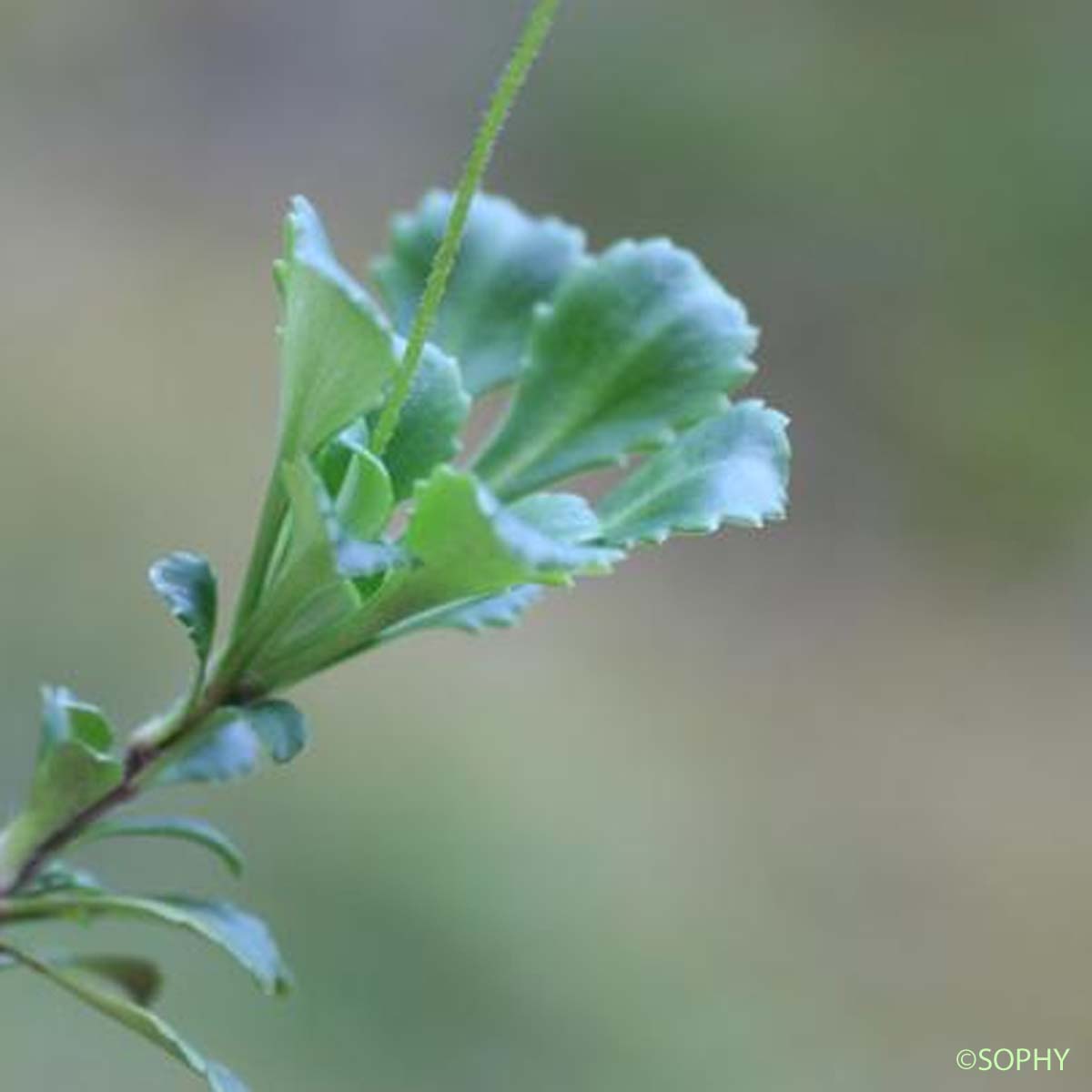 Saxifrage robuste - Saxifraga cuneifolia subsp. robusta