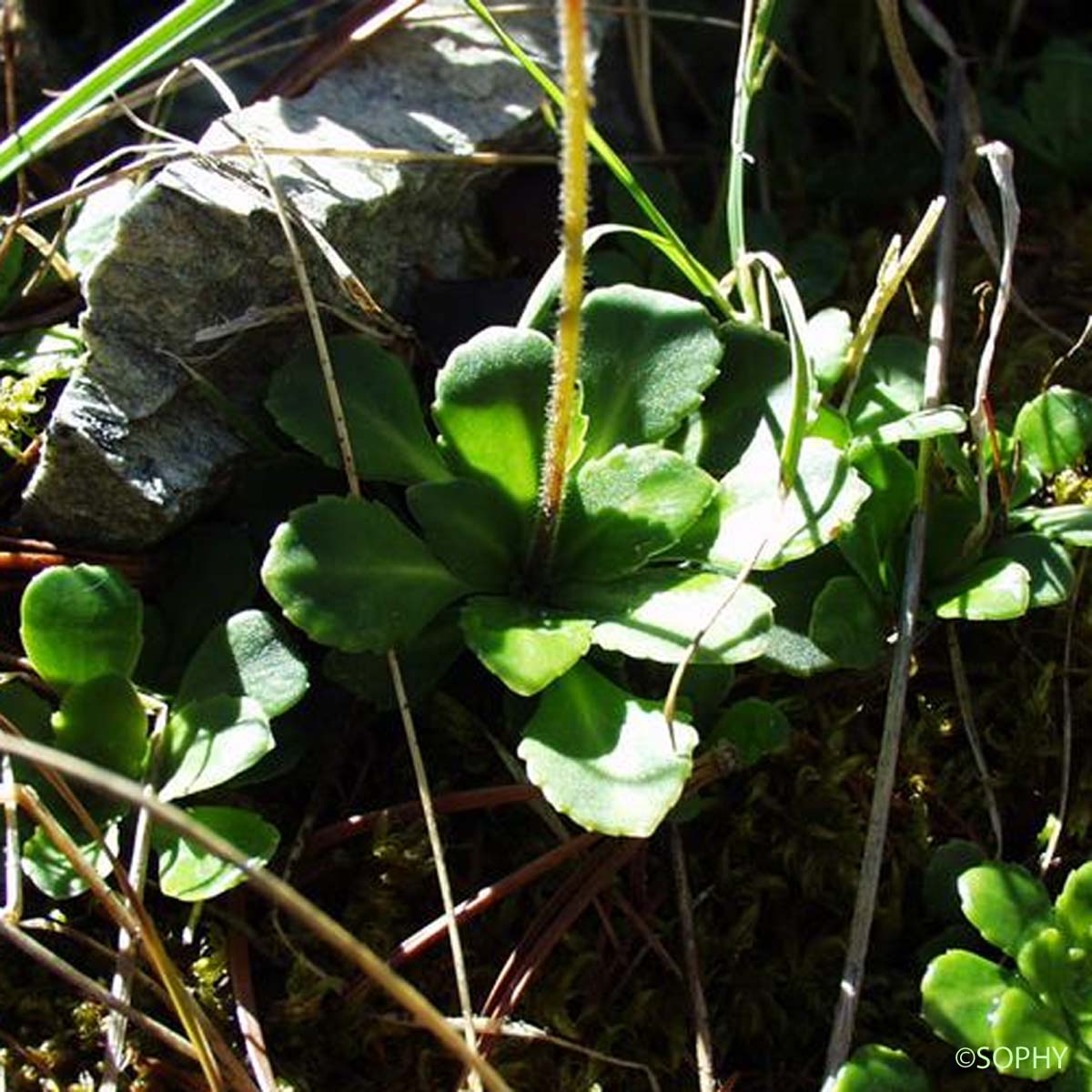 Saxifrage robuste - Saxifraga excavata