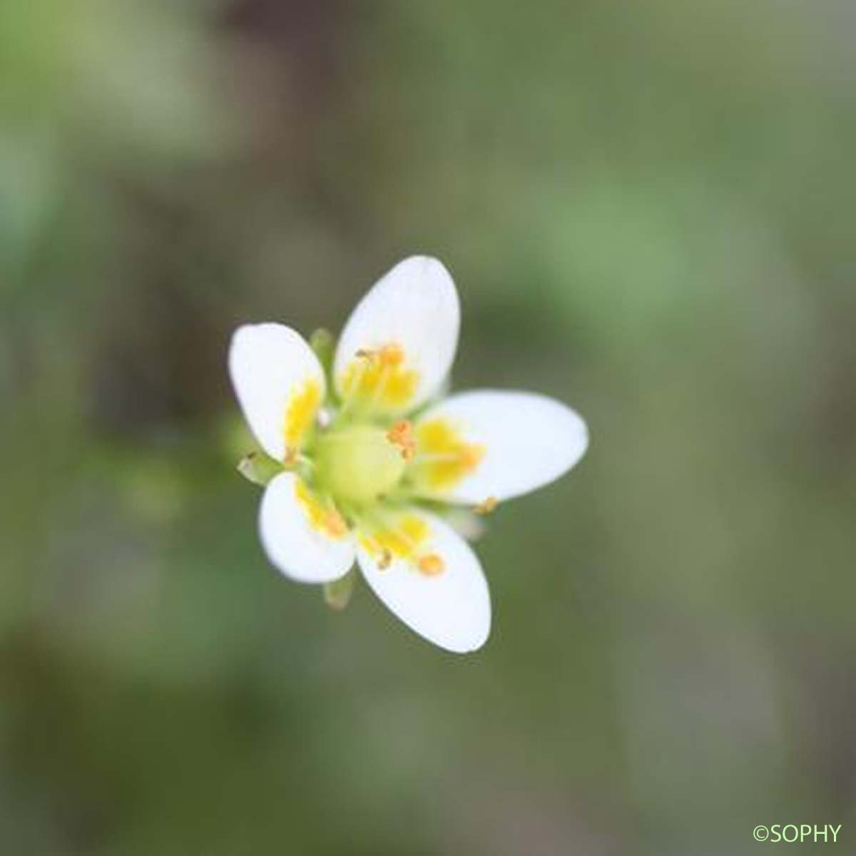 Saxifrage rude - Saxifraga aspera