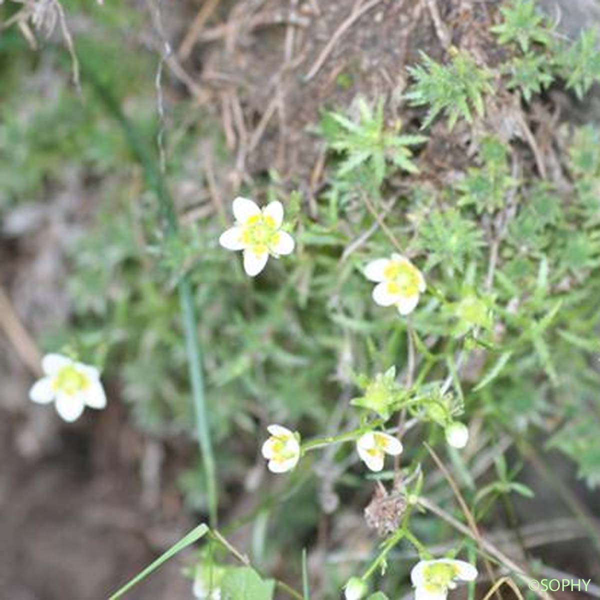 Saxifrage rude - Saxifraga aspera