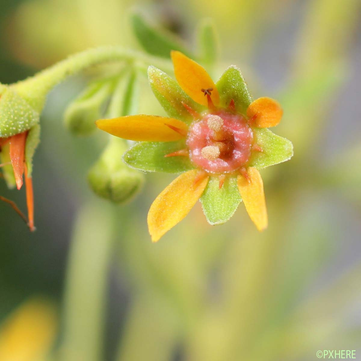 Saxifrage variable - Saxifraga mutata