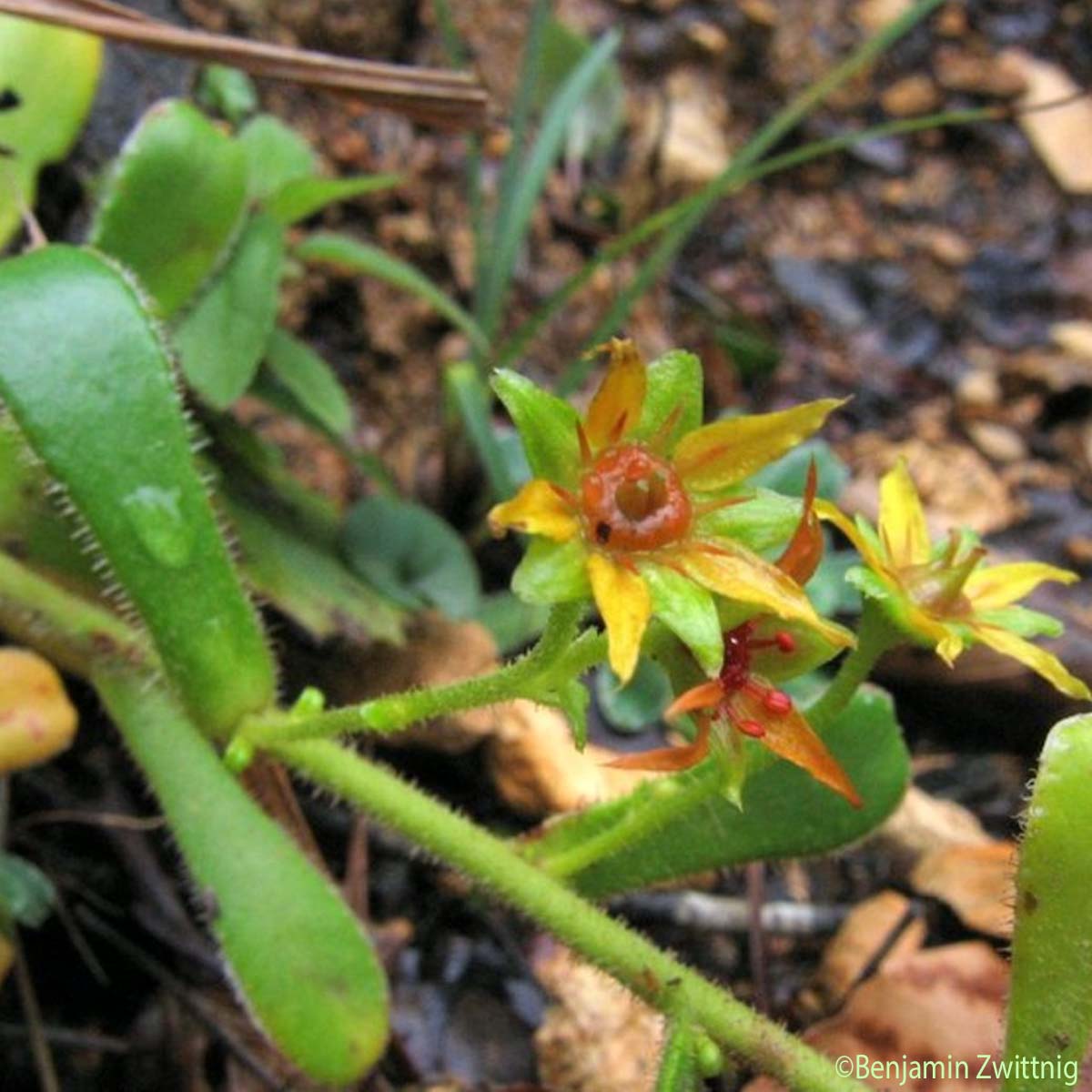 Saxifrage variable - Saxifraga mutata