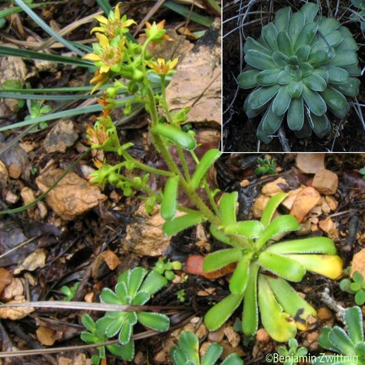 Saxifrage variable - Saxifraga mutata