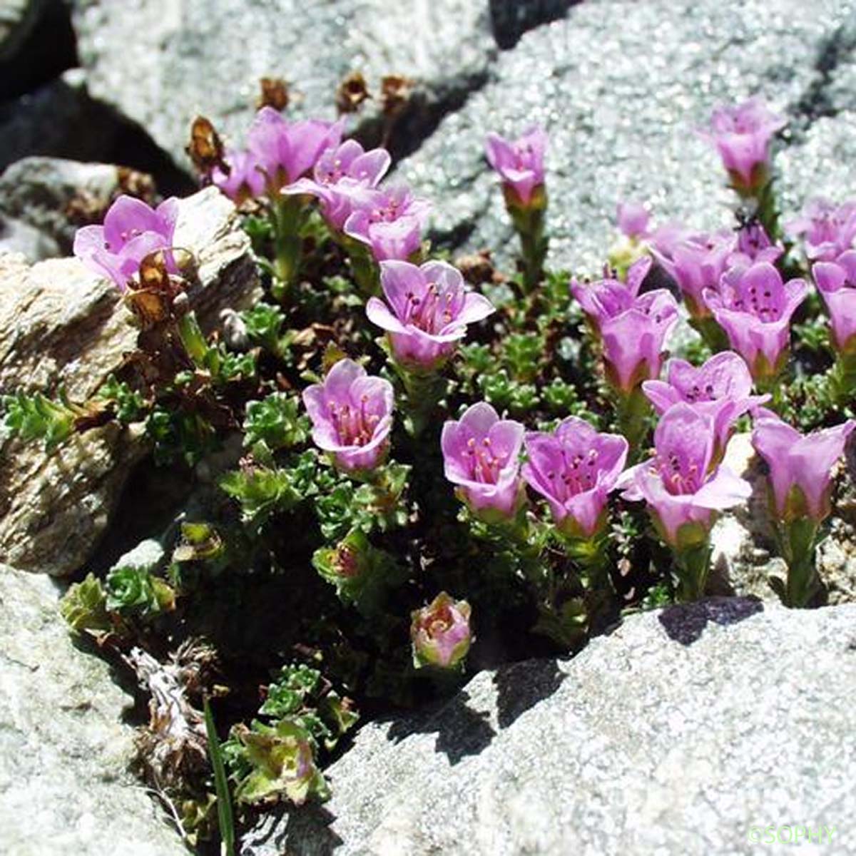 Saxifrage à feuilles opposées - Saxifraga oppositifolia