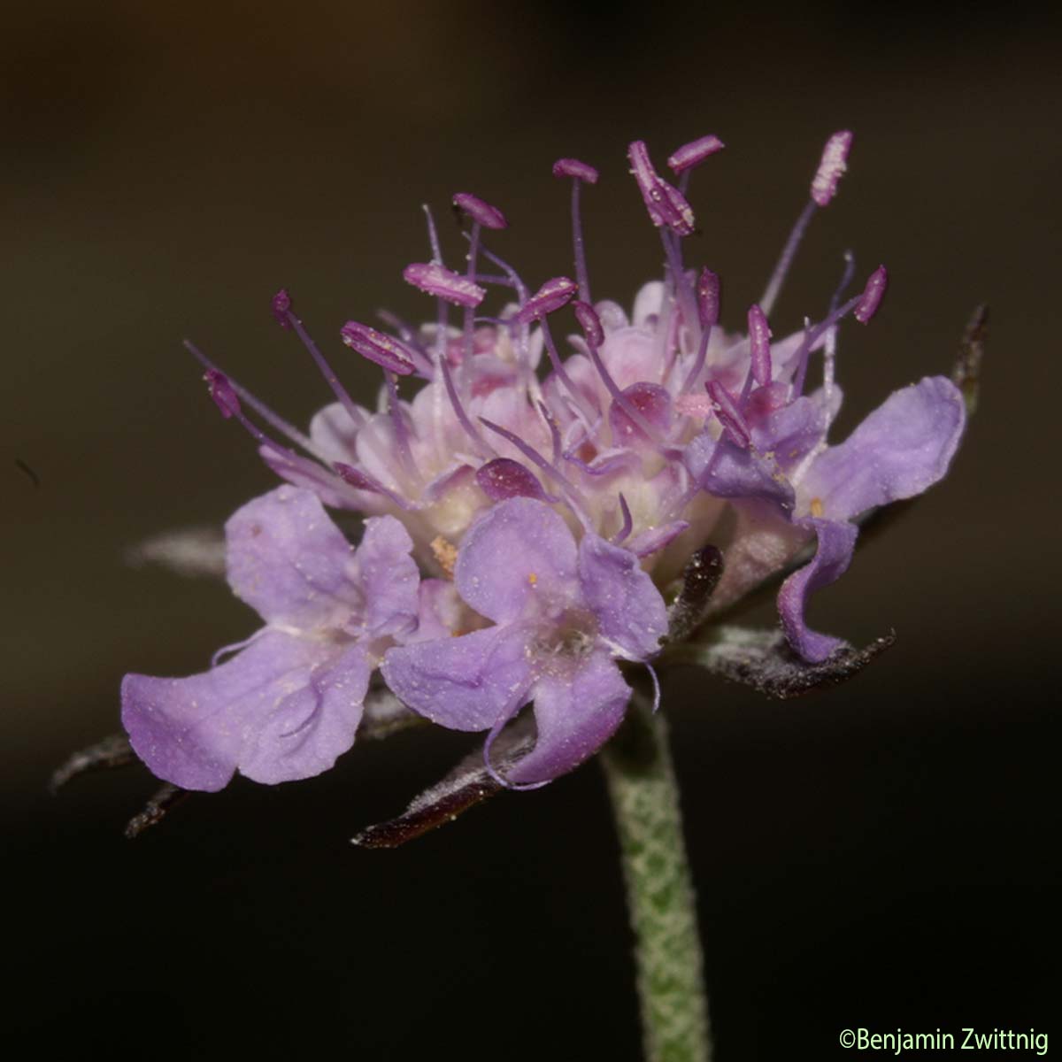 Scabieuse à trois étamines - Scabiosa triandra