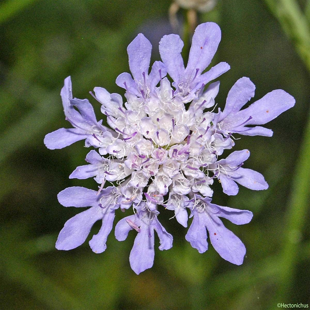 Scabieuse à trois étamines - Scabiosa triandra