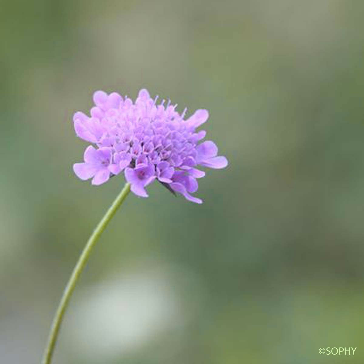 Scabieuse cendrée - Scabiosa cinerea