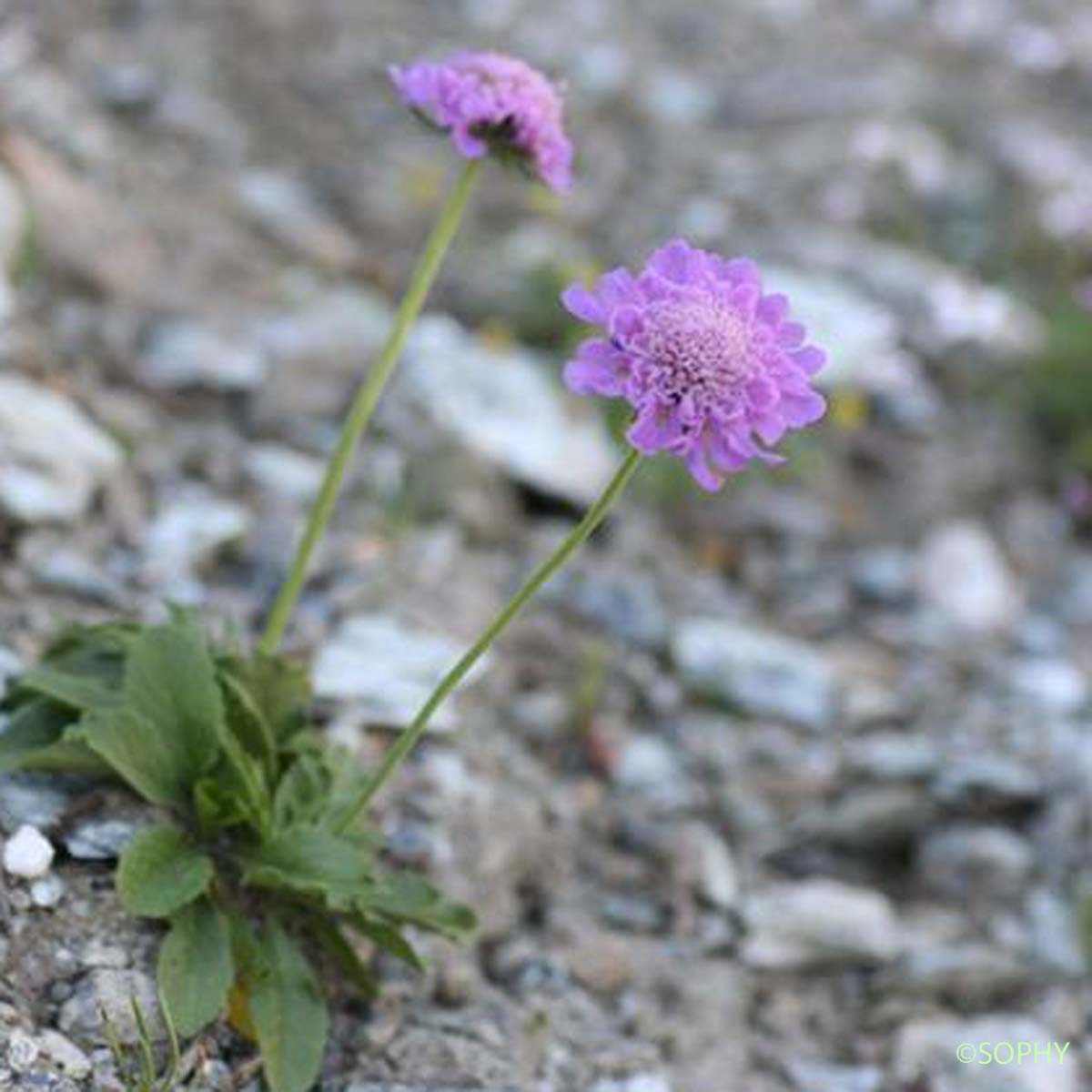 Scabieuse cendrée - Scabiosa cinerea