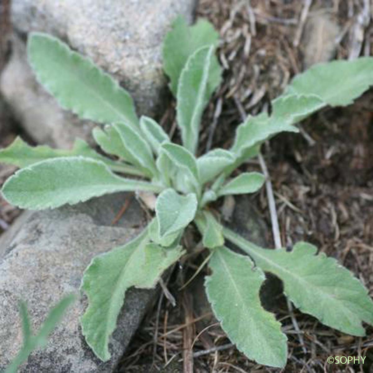 Scabieuse cendrée - Scabiosa cinerea