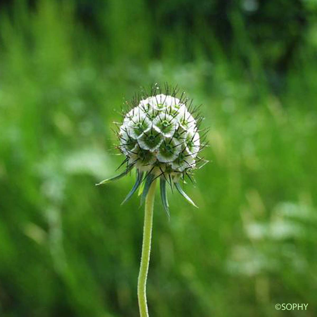 Scabieuse Colombaire - Scabiosa columbaria