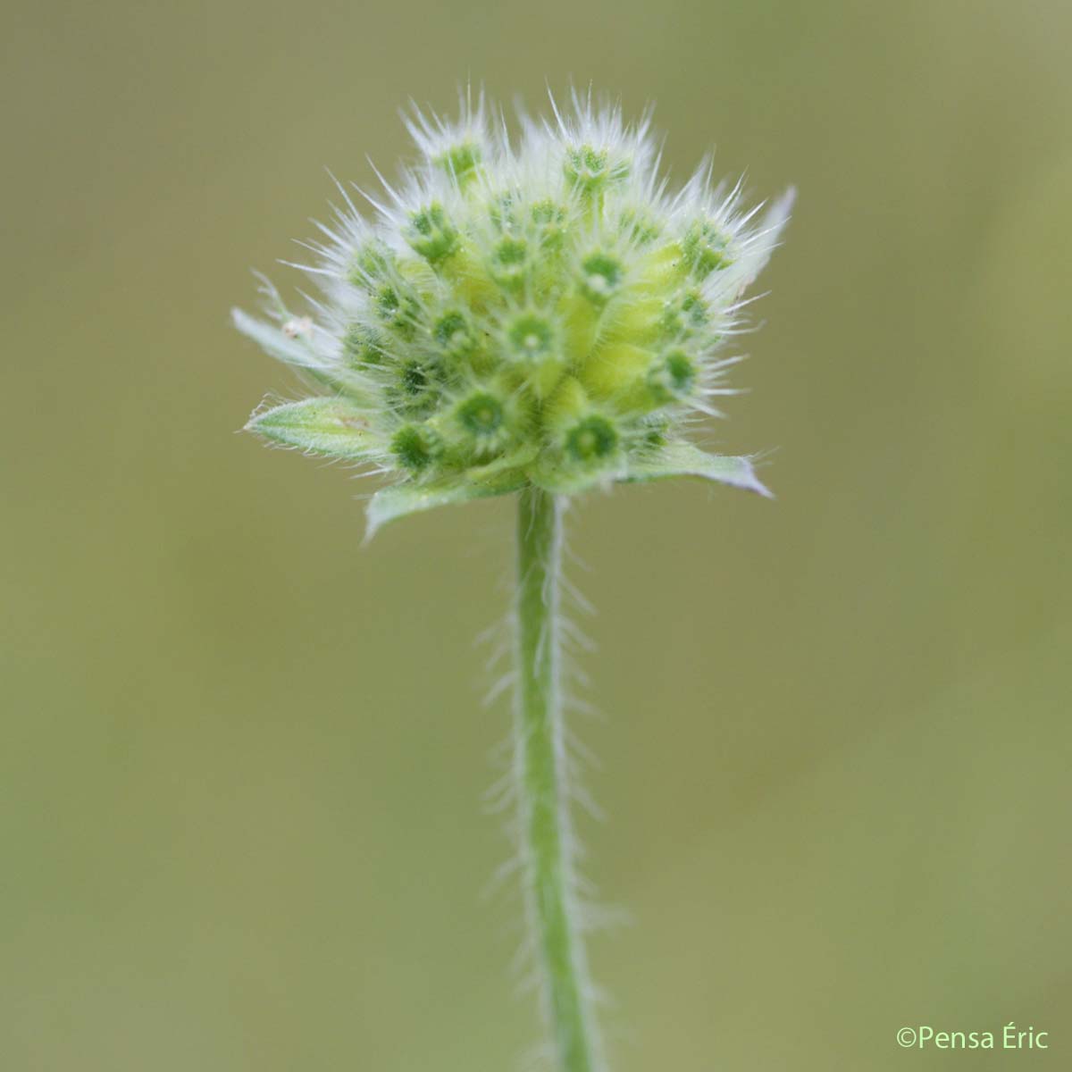 Scabieuse des champs - Knautia arvensis