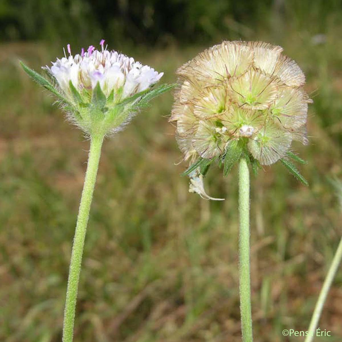 Scabieuse étoilée - Lomelosia stellata