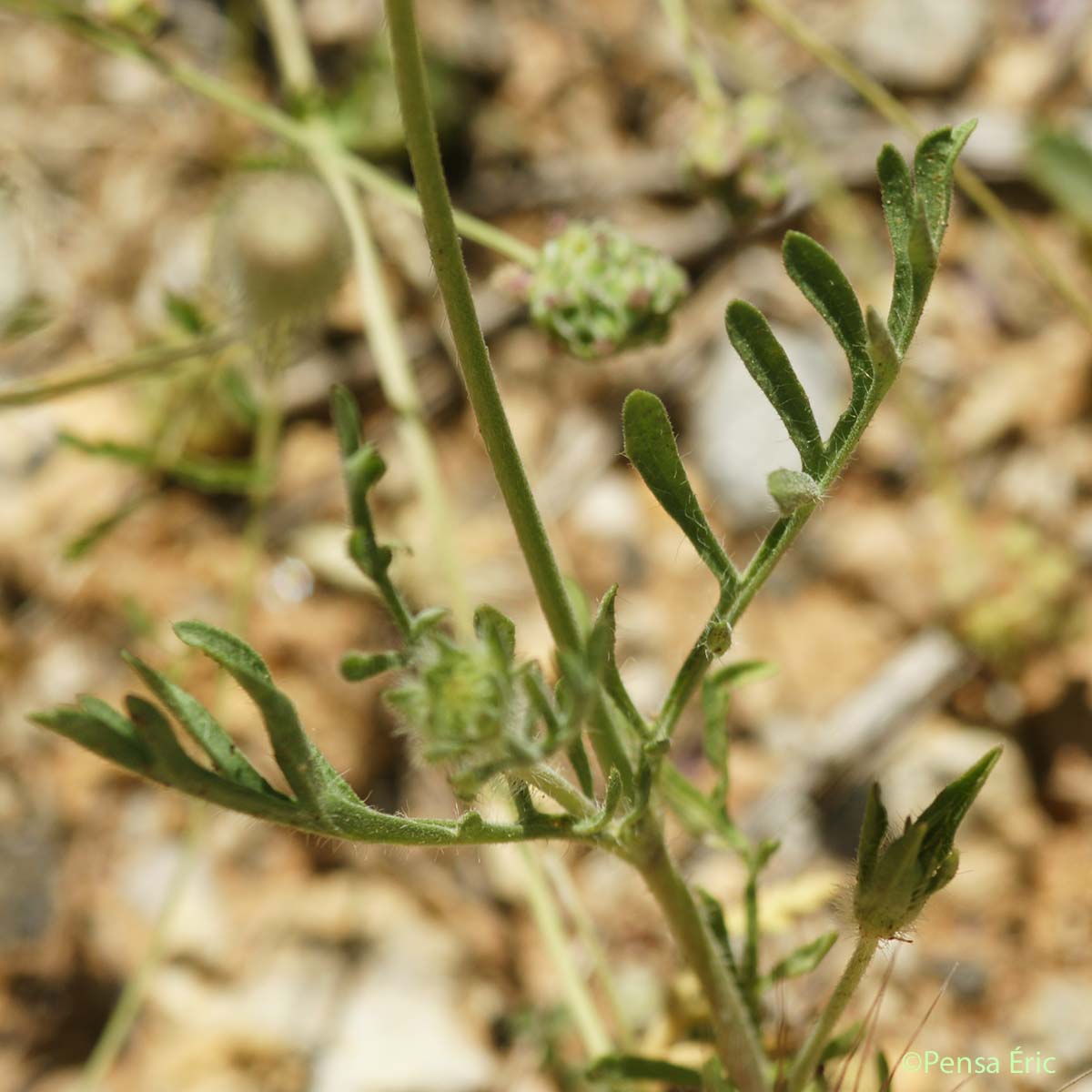 Scabieuse étoilée - Lomelosia stellata