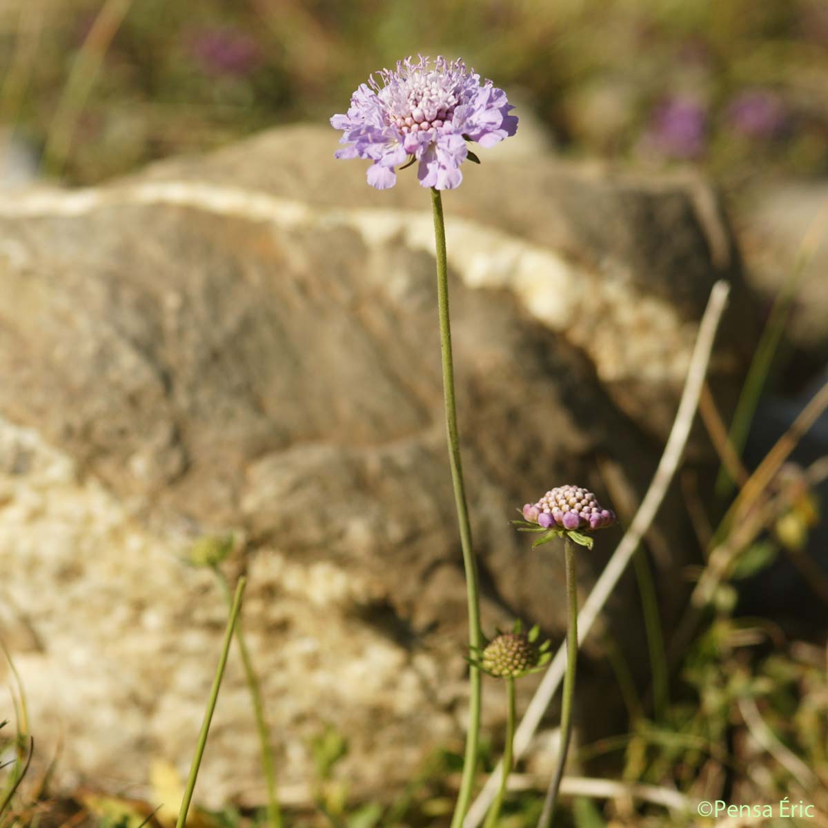 Scabieuse luisante - Scabiosa lucida subsp. lucida