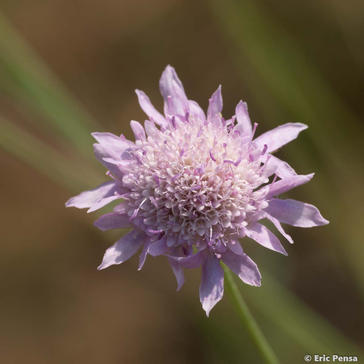 Scabieuse maritime - Scabiosa atropurpurea