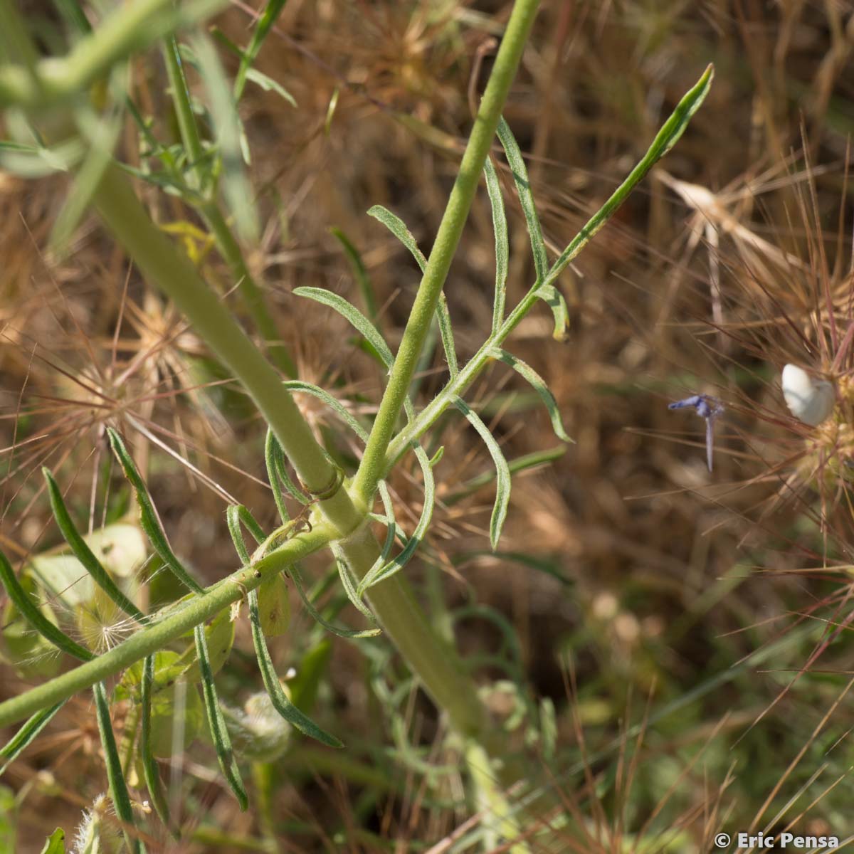 Scabieuse maritime - Scabiosa atropurpurea