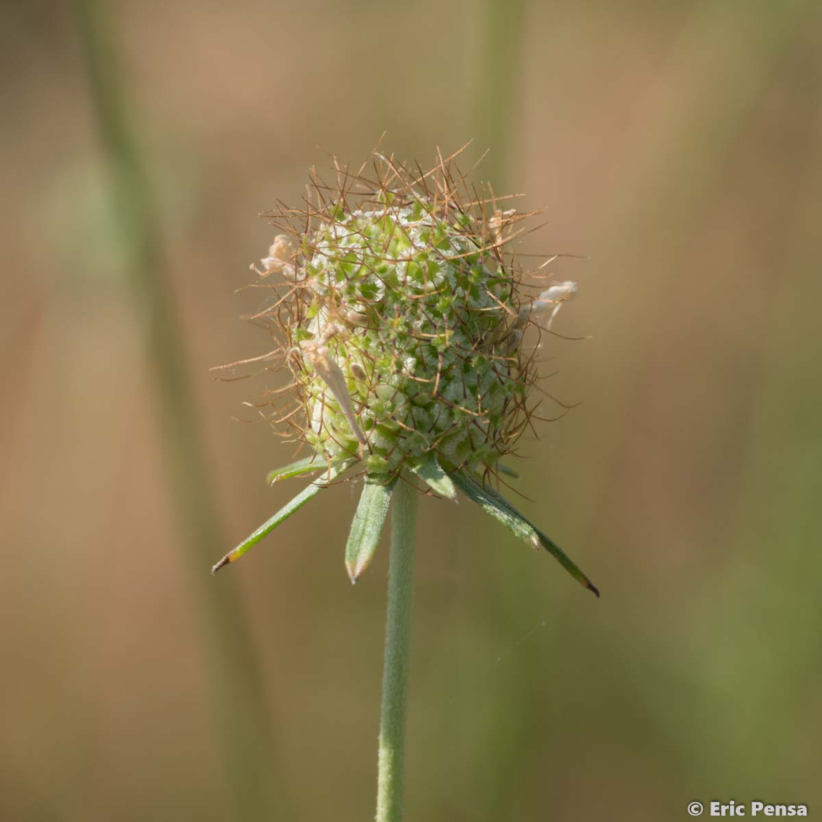 Scabieuse maritime - Scabiosa atropurpurea