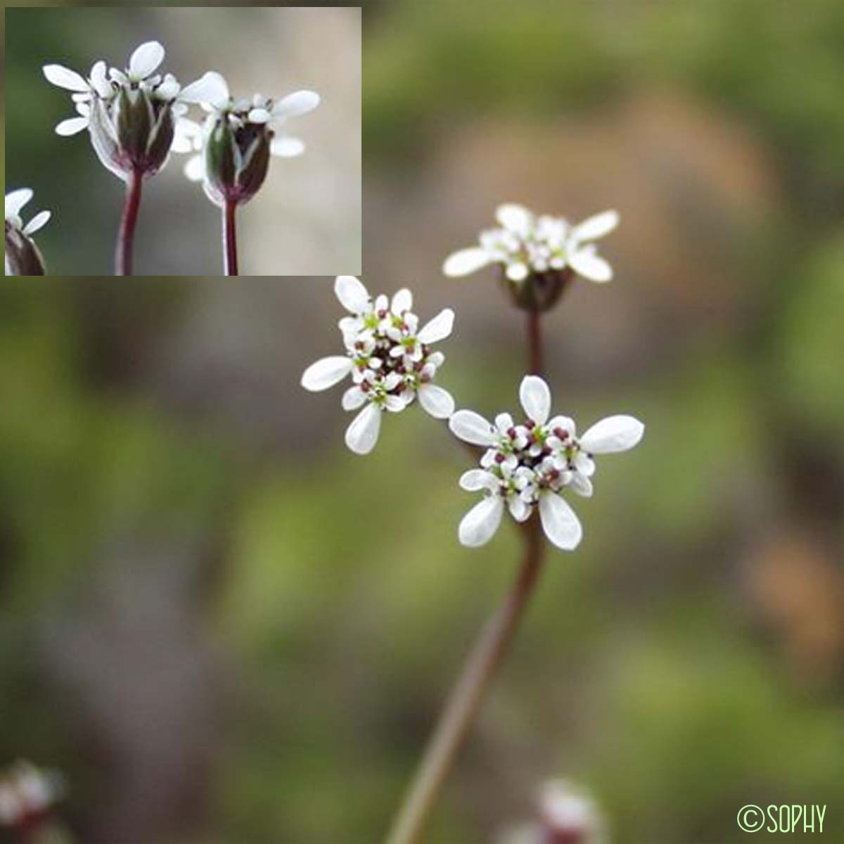 Scandix du Midi - Scandix australis subsp. australis