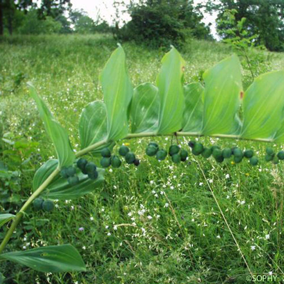 Sceau de salomon multiflore - Polygonatum multiflorum