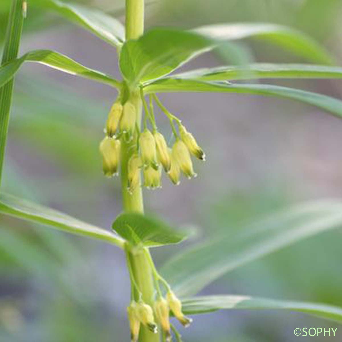 Sceau-de-Salomon verticillé - Polygonatum verticillatum