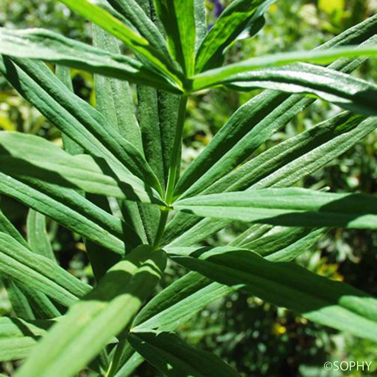 Sceau-de-Salomon verticillé - Polygonatum verticillatum