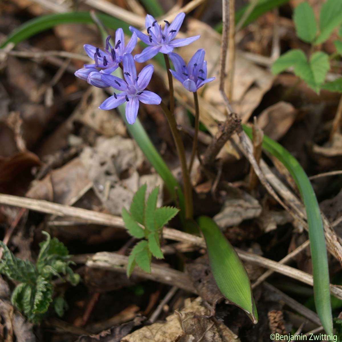 Scille à deux feuilles - Scilla bifolia