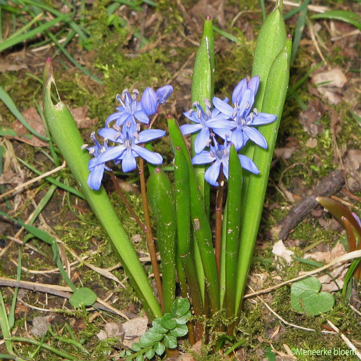 Scille à deux feuilles - Scilla bifolia