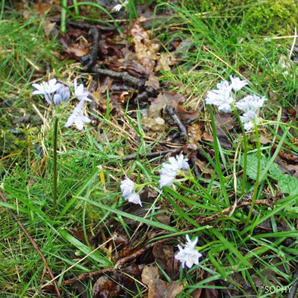 Scille de printemps - Tractema verna