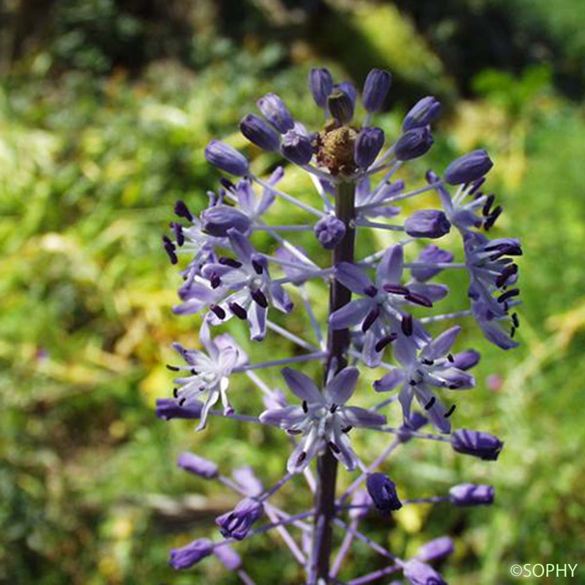 Scille fausse jacinthe - Nectaroscilla hyacinthoides