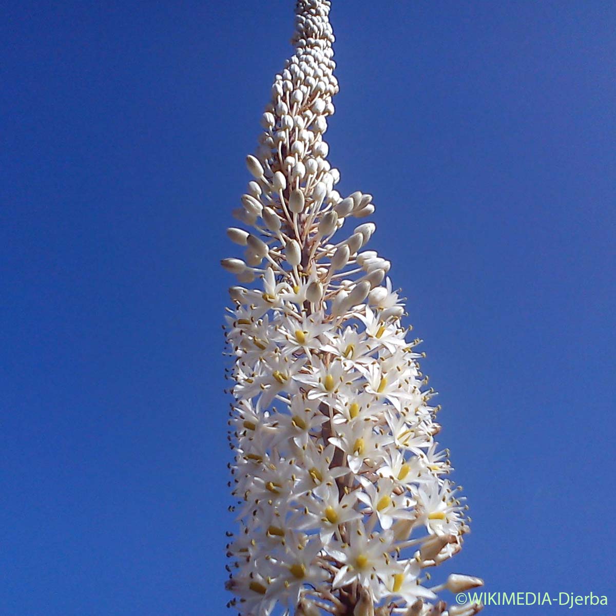 Scille maritime - Squilla maritima