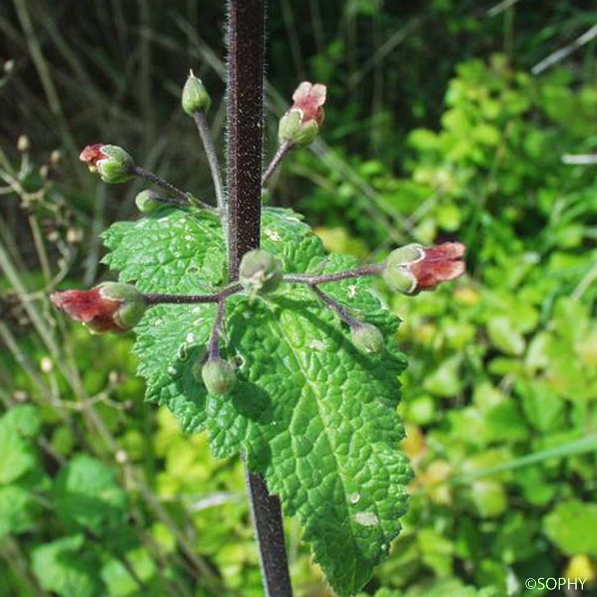 Scrofulaire à feuilles de Germandrée - Scrophularia scorodonia