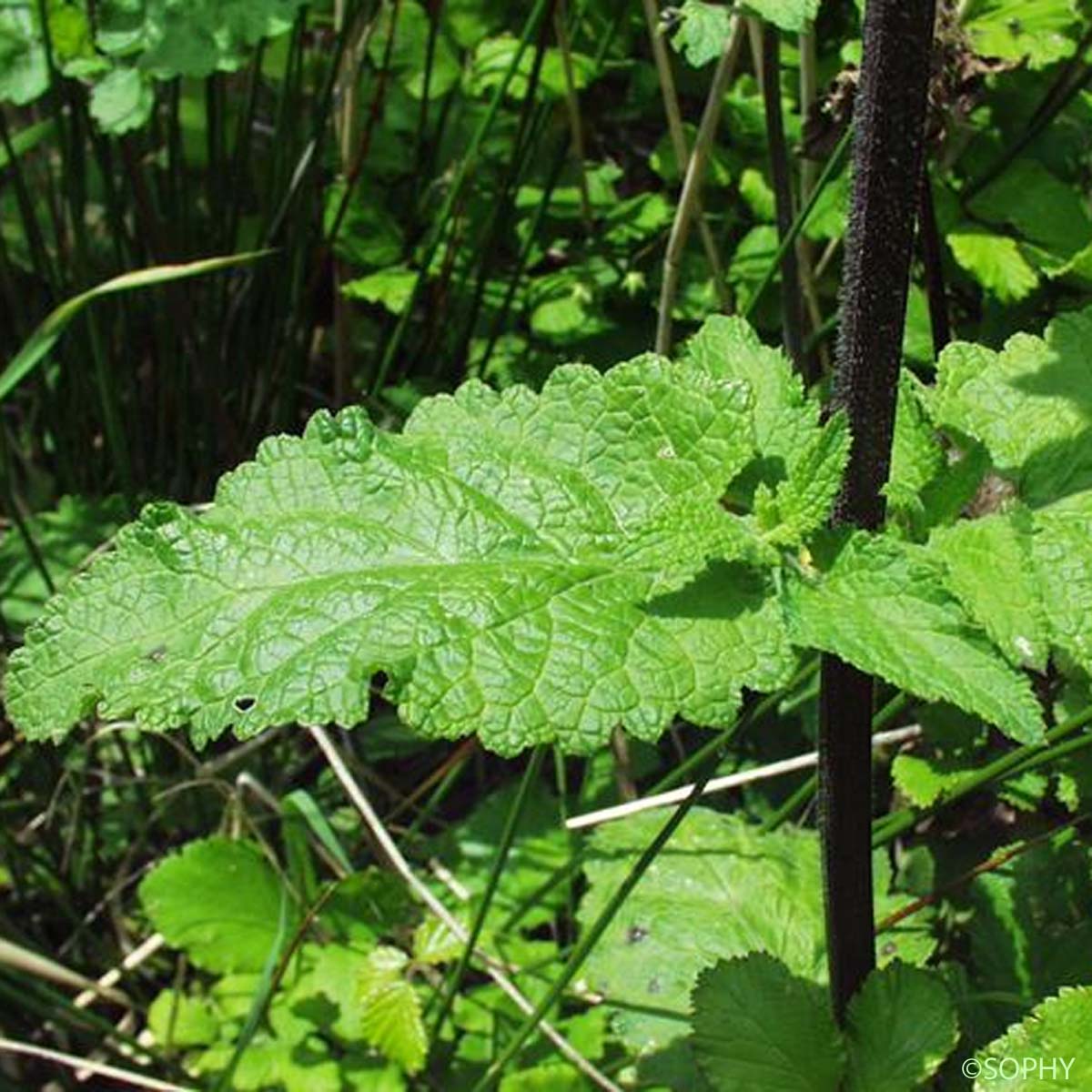 Scrofulaire à feuilles de Germandrée - Scrophularia scorodonia