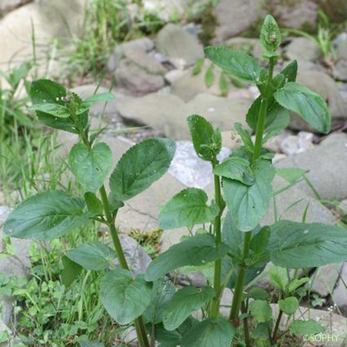 Scrofulaire à oreillettes - Scrophularia auriculata subsp. auriculata