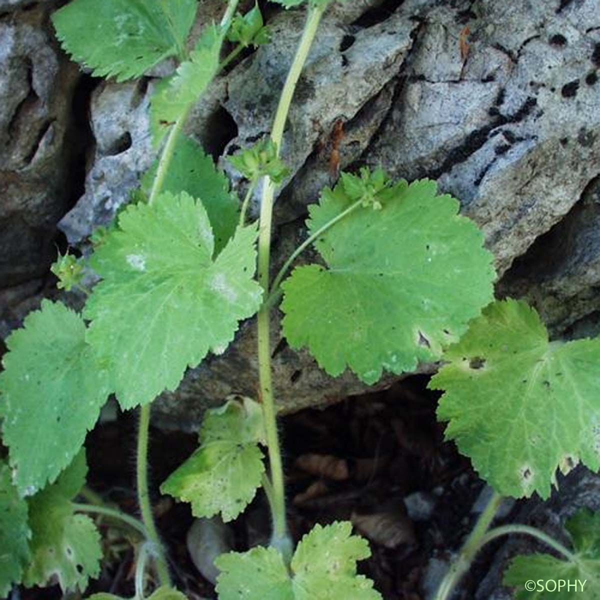 Scrofulaire de printemps - Scrophularia vernalis