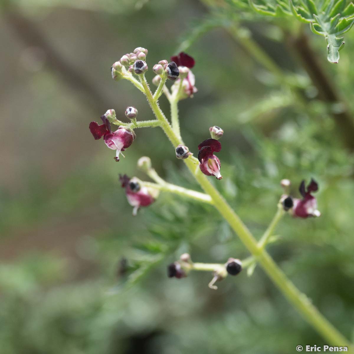 Scrofulaire du Jura - Scrophularia canina subsp. hoppei