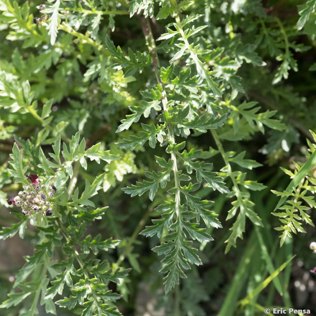 Scrofulaire du Jura - Scrophularia canina subsp. hoppii