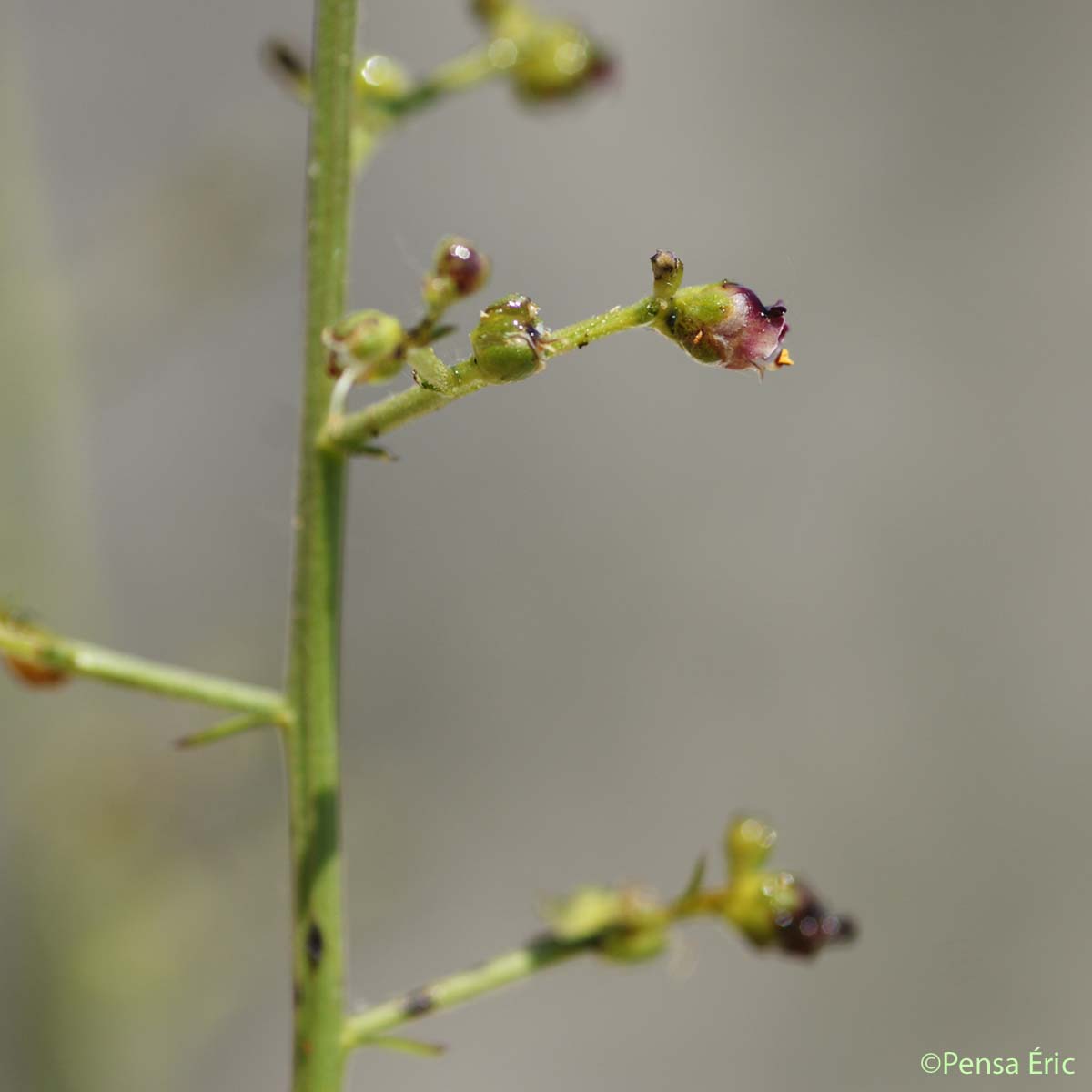 Scrofulaire luisante - Scrophularia provincialis