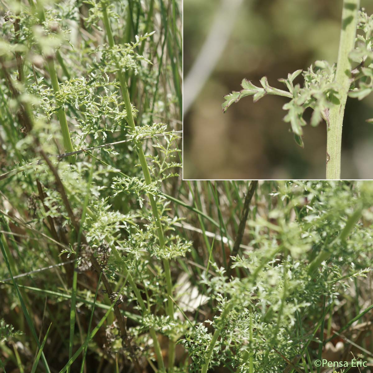 Scrofulaire luisante - Scrophularia provincialis