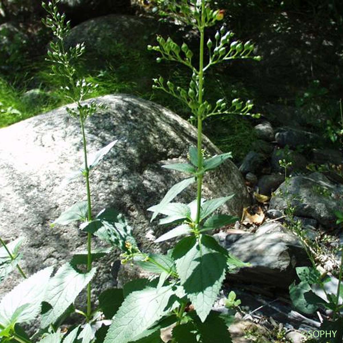 Scrofulaire noueuse - Scrophularia nodosa