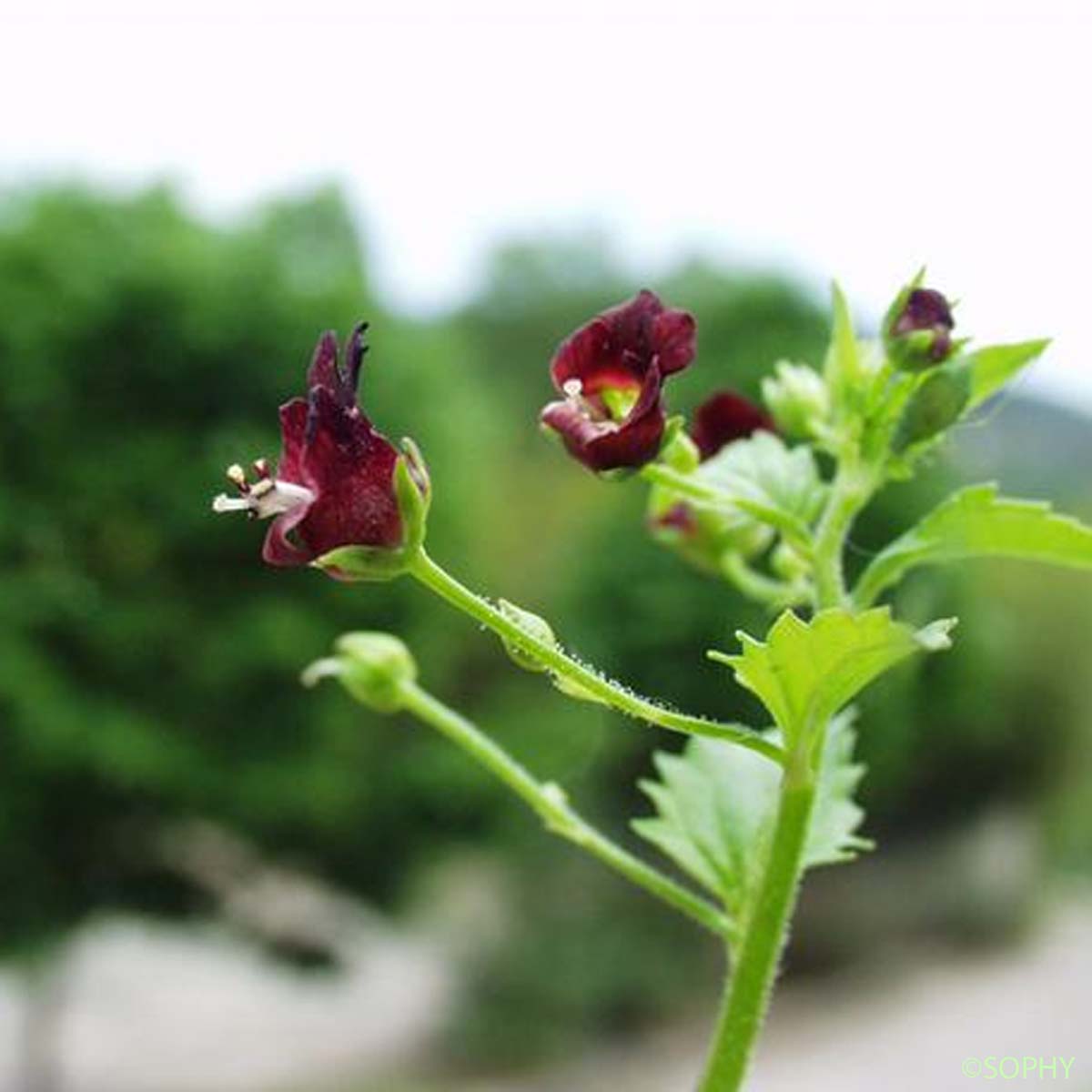 Scrofulaire voyageuse - Scrophularia peregrina