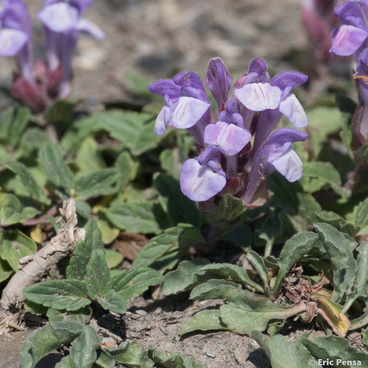 Scutellaire des Alpes - Scutellaria alpina