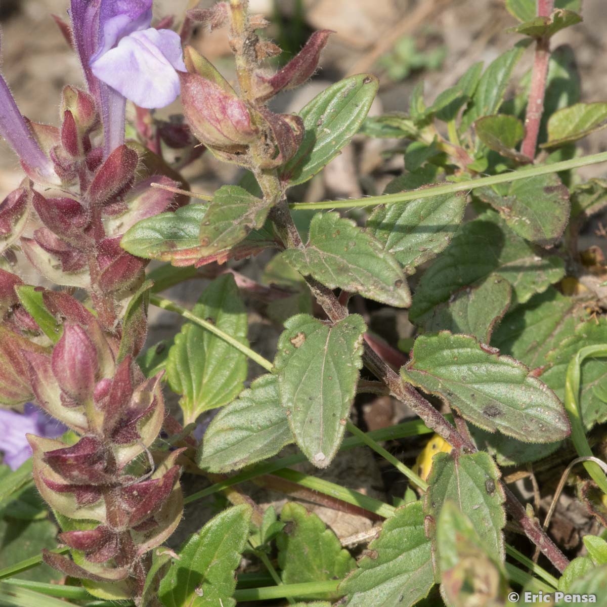 Scutellaire des Alpes - Scutellaria alpina