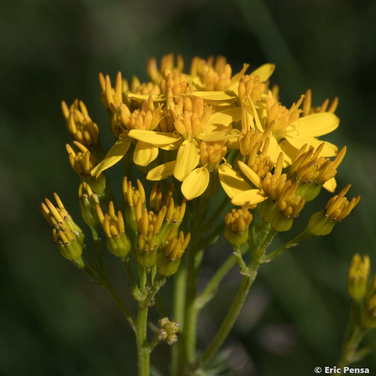 Séneçon à feuilles d'Adonis - Jacobaea adonidifolia