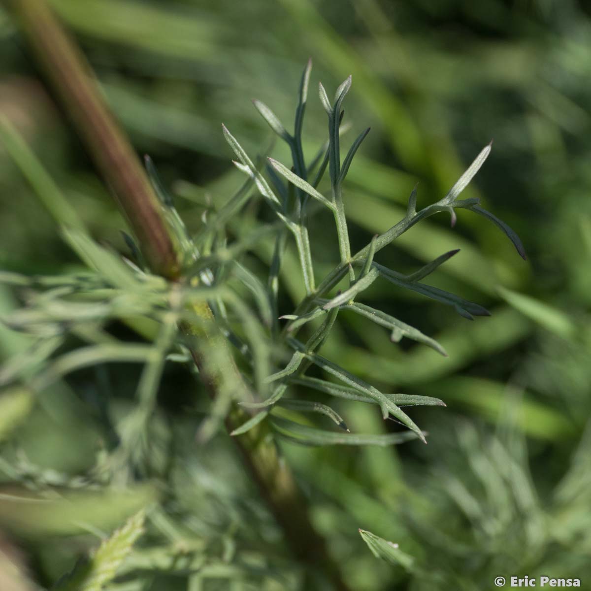 Séneçon à feuilles d'Adonis - Jacobaea adonidifolia