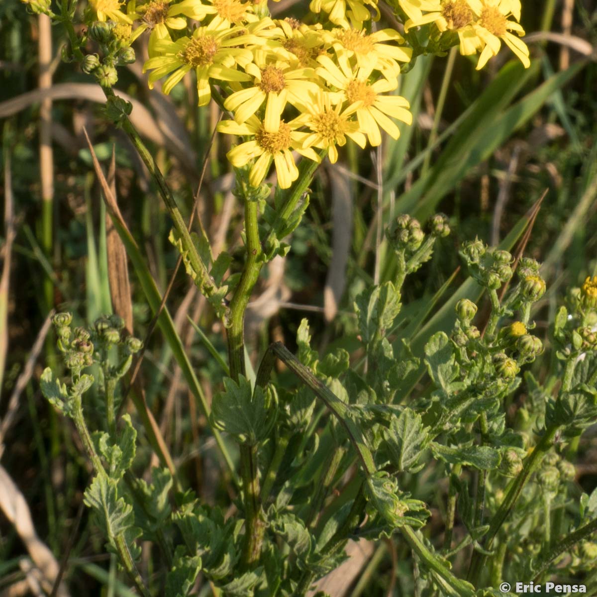 Séneçon à feuilles de Roquette - Jacobaea erucifolia subsp. erucifolia