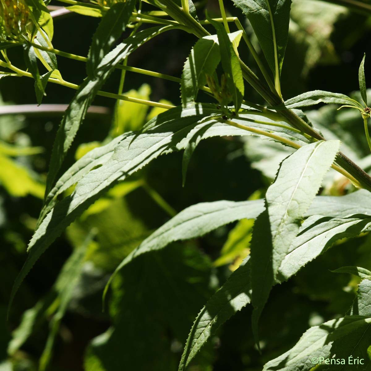 Séneçon alpestre - Senecio ovatus subsp. alpestris