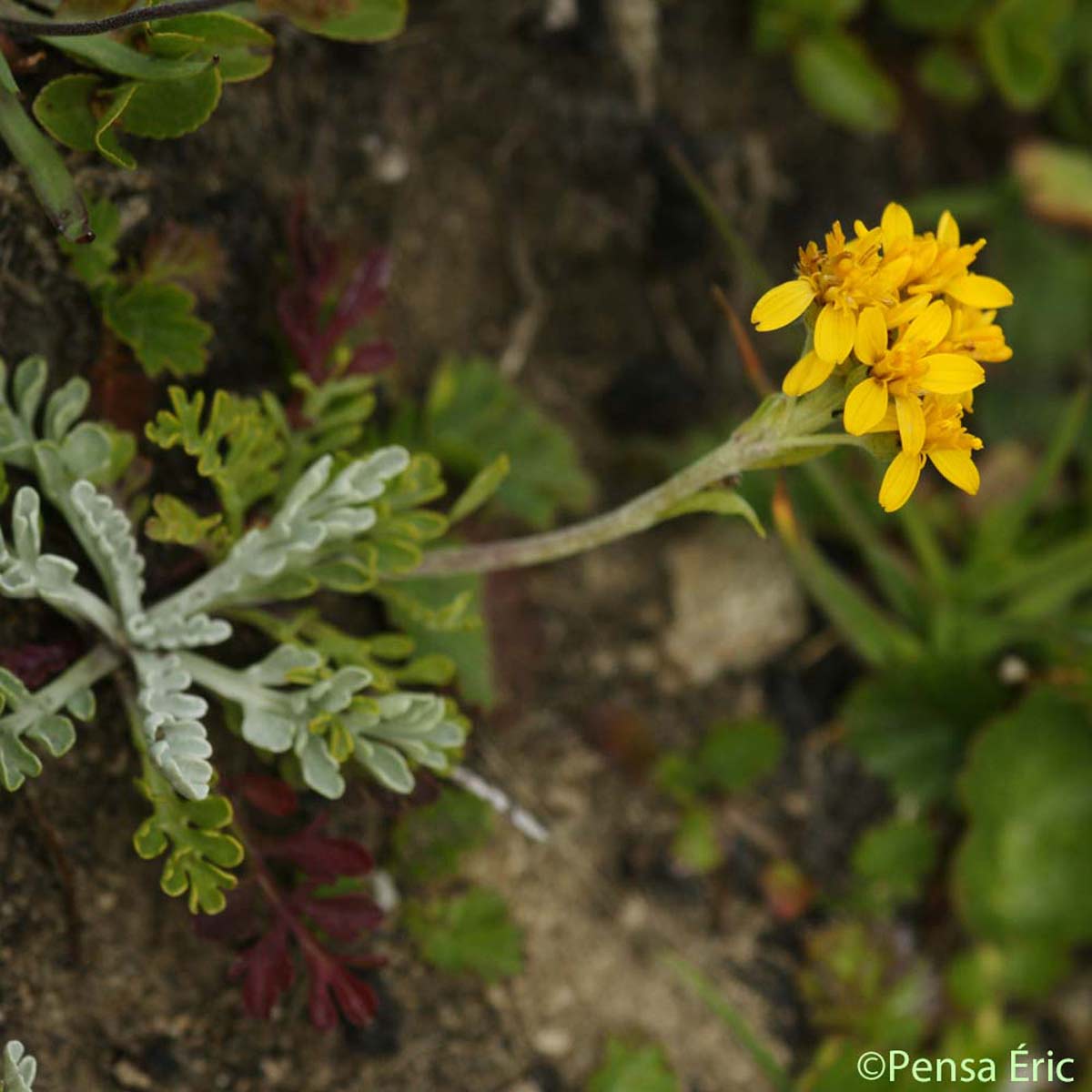 Séneçon blanchâtre - Jacobaea incana subsp. incana