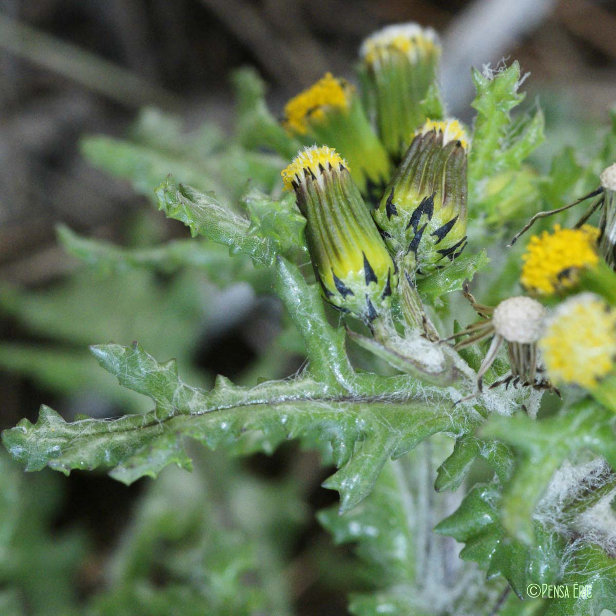 Séneçon commun - Senecio vulgaris subsp. vulgaris